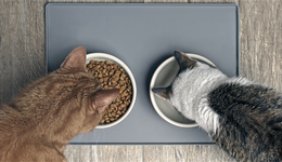 宠物的钱好赚吗？中宠股份上半年营收净利双增，毛利下滑仍继续扩张