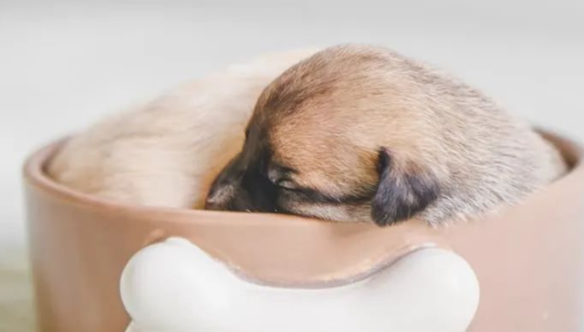 依依股份,宠物经济,业绩