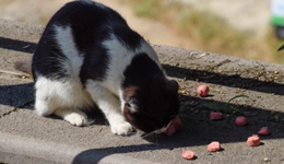 “用一顿饭钱换一条生命，很值得”