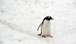 “浓眉大眼”的腾讯也涨不动了？