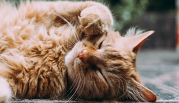 浙江寵物小鎮(zhèn)的資本江湖：源飛寵物上市，與佩蒂存隱秘聯(lián)系