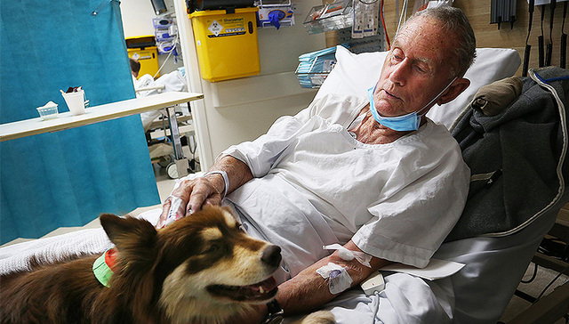 每周奇趣掠影丨西藏“帐篷方舱”投入使用；澳大利亚一医院引入治疗犬