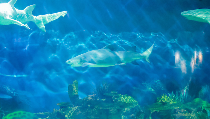 海昌海洋公园：预计2022上半年亏损不超 5.5 亿元 | 文旅快报