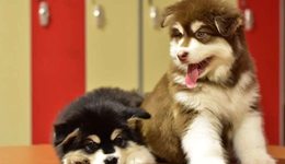 洲際假日酒店上新5只小神獸，酒店養(yǎng)寵文化崛起？