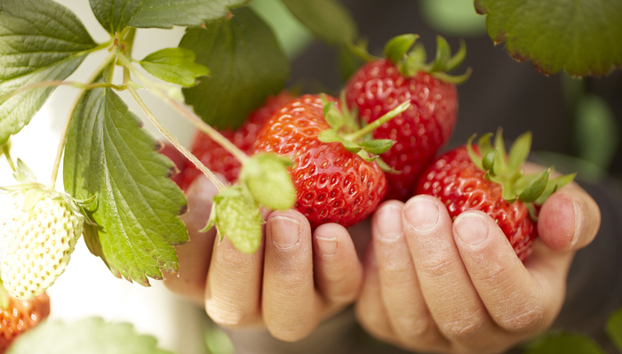 “红颜草莓”身价10年翻4倍，不仅仅因为有一个好听的名字｜寻找中国果王③