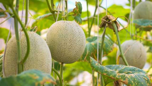 500元一个的日本蜜瓜，在海南找到了平替｜寻找中国果王①