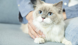 瑞派、瑞辰、新瑞鵬，寵物醫(yī)院“三瑞鼎立”