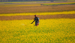 中期業(yè)績翻2倍，“農(nóng)藥”行業(yè)高景氣，潤豐股份機會來了？