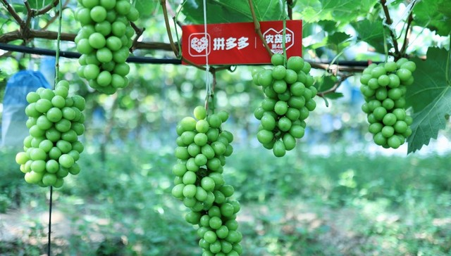 “贵族”葡萄也亲民，16°甜西昌阳光玫瑰登录拼多多超级农货节