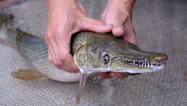 围剿鳄雀鳝：这种危险物种有望列入我国外来入侵物种名录