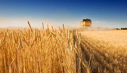 粮食危机刺激农化产品需求，先正达集团半年净利增超三成