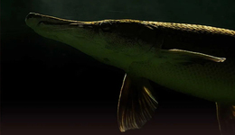 鳄雀鳝10元包邮，谁在买卖外来物种？