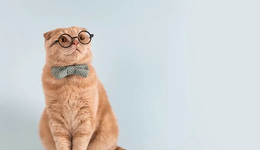 朝云集团宠物业务大幅放缓、毛利率下降，倍速增长目标如何实现？