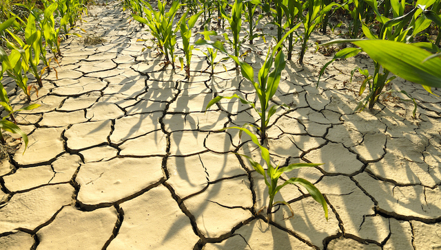 粮食危机,高温,全球变暖