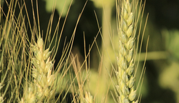 日本还能养活自己吗？