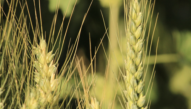 日本,粮食安全,国际形势,农林,小麦