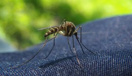 全國(guó)人大代表建議消滅蚊子，國(guó)家衛(wèi)健委：將強(qiáng)化防控技術(shù)研究