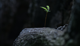 夾縫中的企業(yè)微信