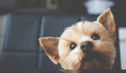 近9億定增募資到位，普萊柯漲停，上半年?duì)I收凈利雙降