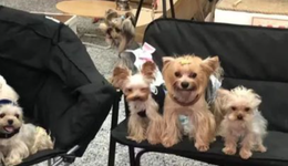 “寵物友好”，“真香”還是“虛火”？