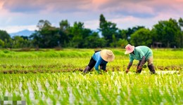 農(nóng)村土地承包再延30年試點逐步擴圍，有償退出機制仍待破題