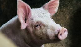 年內(nèi)第三輪豬肉放儲(chǔ)即將開啟，國(guó)內(nèi)生豬企業(yè)機(jī)會(huì)幾何？