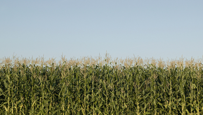合成生物学概念渐热，相关上市公司成色几何？