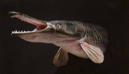 鳄雀鳝  外侵物种“来者不善”