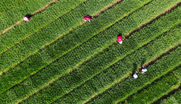 十個關(guān)鍵詞看鄉(xiāng)村振興戰(zhàn)略實施成果 | 大事看十年