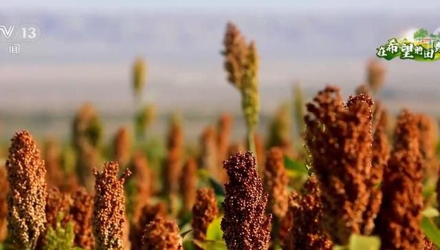 农作物,高产,抗旱,产量,高粱红,希望的田野,福海县,农业增效,种植方式,农民增收