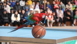 野生動物保護法修訂征求意見下周截止，商業(yè)利用條款爭議較大