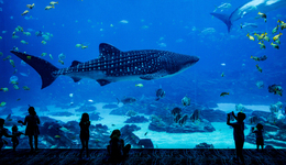 虧損5個(gè)億，海昌海洋公園為何還瘋狂購買IP?