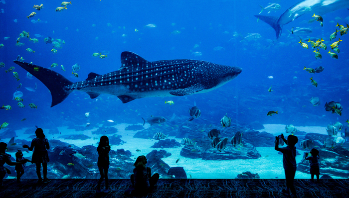 海昌海洋公园,业绩,IP