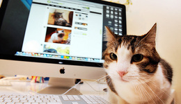 【圖集】英女王去世后柯基犬在線(xiàn)價(jià)格暴漲：交易、“社交”、網(wǎng)紅經(jīng)濟(jì)，互聯(lián)網(wǎng)中的寵物市場(chǎng)