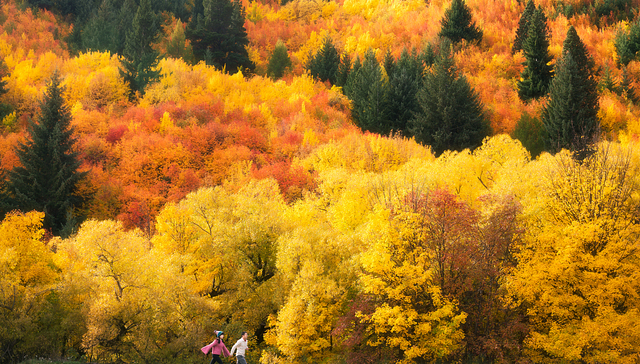 今年“十一”黄金周，你走还是不走？