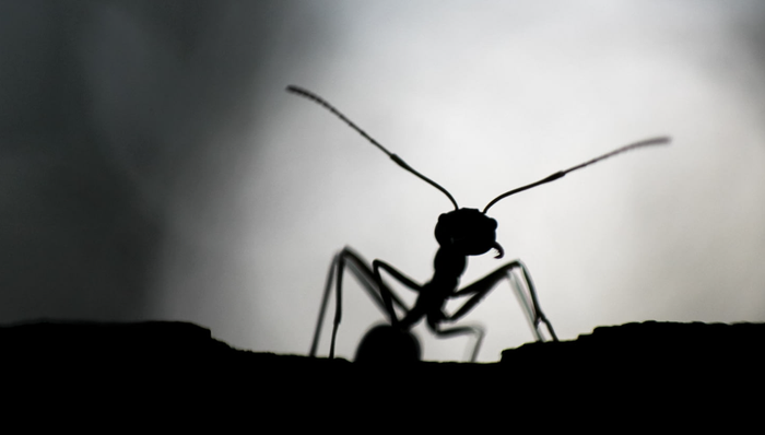 SLG游戏,蚂蚁题材,游戏营销