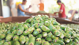 多地禁售，檳榔產(chǎn)業(yè)何去何從？