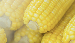 東方甄選的玉米為什么賣得貴？