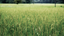 东方甄选背后还有多少个“东北农嫂”？