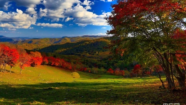 金黄,霓虹,秋景,枫叶,旅游,五彩,吉林省临江市,火红,溪水,美景