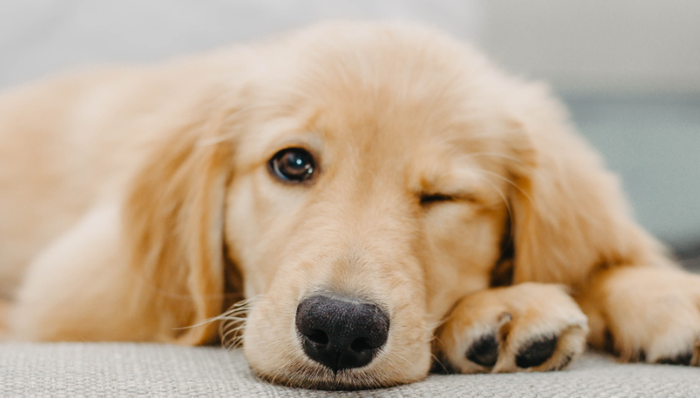 乖宝宠物,宠物食品,上市