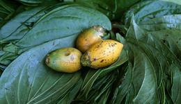 【专访】饮食人类学学者曹雨：槟榔一嚼两千年，如今已过流行顶点