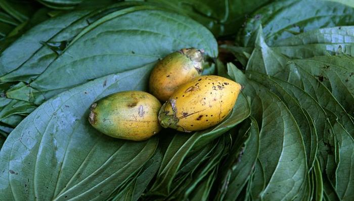 历史,上瘾,人类学,食物