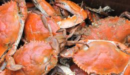 直播賣(mài)大閘蟹“火了”，低至20元一只，高價(jià)蟹卡成過(guò)去