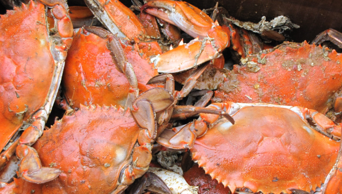 大闸蟹,直播带货,短视频