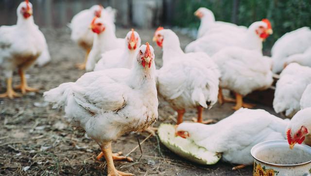 投资,肯德基,农业,养殖,消费