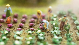 5元做飯，陽(yáng)臺(tái)養(yǎng)雞，大城市那些年輕的“農(nóng)村人”