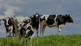 蒙牛，又投了8个亿