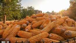 直通部委 | 農(nóng)業(yè)農(nóng)村部：秋糧已收獲9.88億畝 兩部門印發(fā)全國濕地保護(hù)規(guī)劃