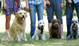 宠物派对成潮流，催生社交“新风口”？